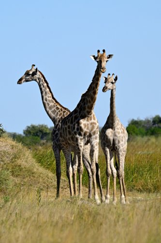 Moremi Game Reserve (Botswana) - Groupe de girafes dans le secteur de Fourth Bridge(VO-25-0919 D.jpg)